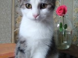 Сонечка милый и добрый котенок / Санкт-Петербург