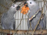 Жако и Амазоны птенцы выкормыши говорящие от заводчика / Санкт-Петербург