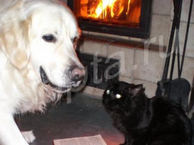 ��������� ��������� ����