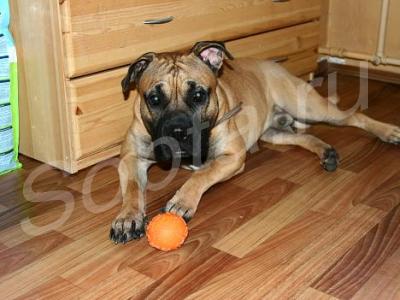 �������� ���������� ��������