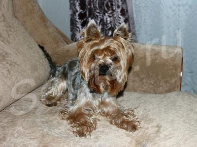 �������� ���������� ��������