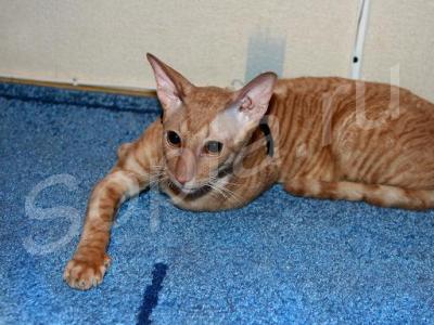 �������� ���������� ��������