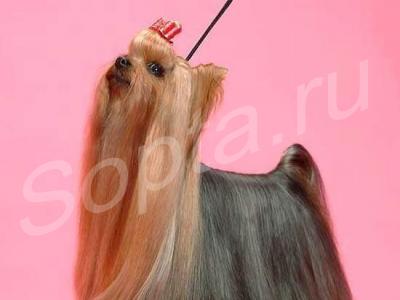 �������, �������� ����� � ����� �� ����