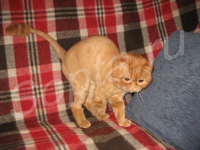 ���������������� �������, �������� ����� � �����