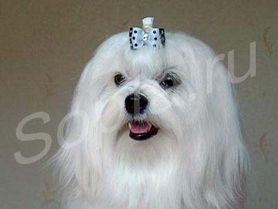 ������� ����� � �����, ���������� � ��������