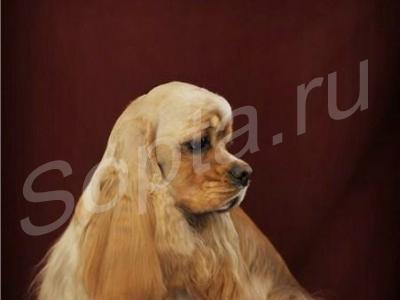 ���������������� ������� ����� � ����� �� ����.