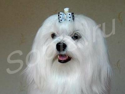 �������, �������� ����� � �����, ����� �� ���.