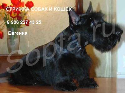 �������, �������� ����� � �����, ����� �� ���.