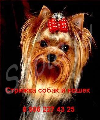 �������, �������� ����� � �����, ����� �� ���.