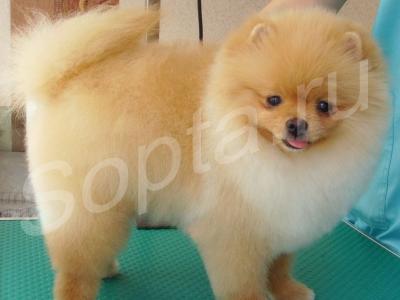 �������, �������� ����� � �����, ����� �� ���.