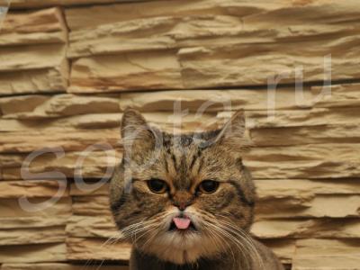 �������, �������� ����� � �����, ����� �� ���.