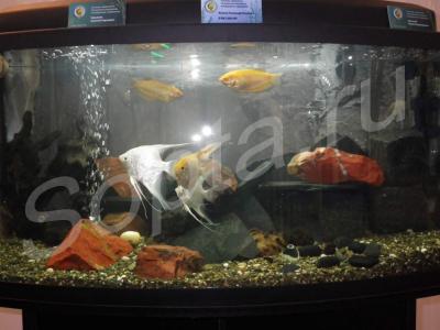 ��������� � ������������ ����������