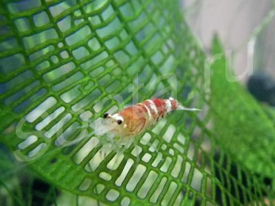 ��������� � ������������ ����������