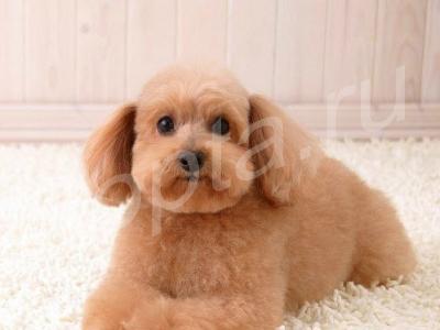 ������� ����� � ����� ����� �����, ����� �� ���