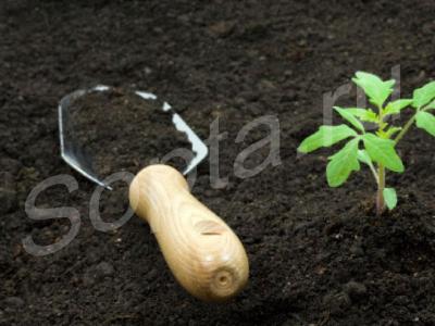 ����� �������� �������� �������