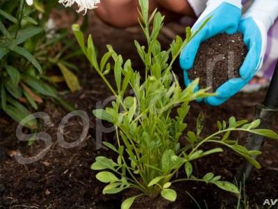 ����� �������� �������� �������