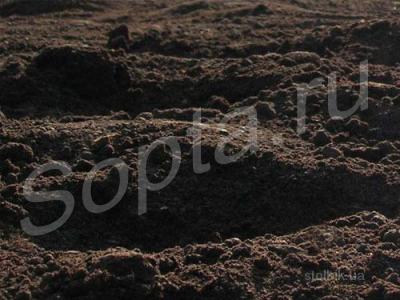 ����� �������� �������� �������