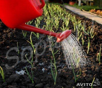 ����� �������� �������� �������