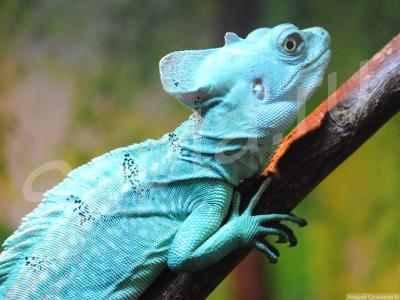 ������������ ���������� � �����������.