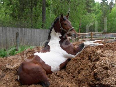 ������� ����� � ���������