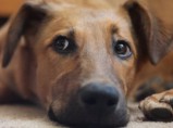 Хотите, чтобы в Вашем доме был надежный и верный четвероногий друг, любящий детей? / Санкт-Петербург