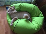 Стрижка собак и кошек / Сертолово