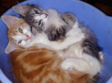Норвежской лесной кошки котята / Санкт-Петербург