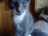 Норвежской лесной кошки котята / Санкт-Петербург